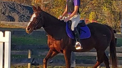 Horseback Riding Lessons